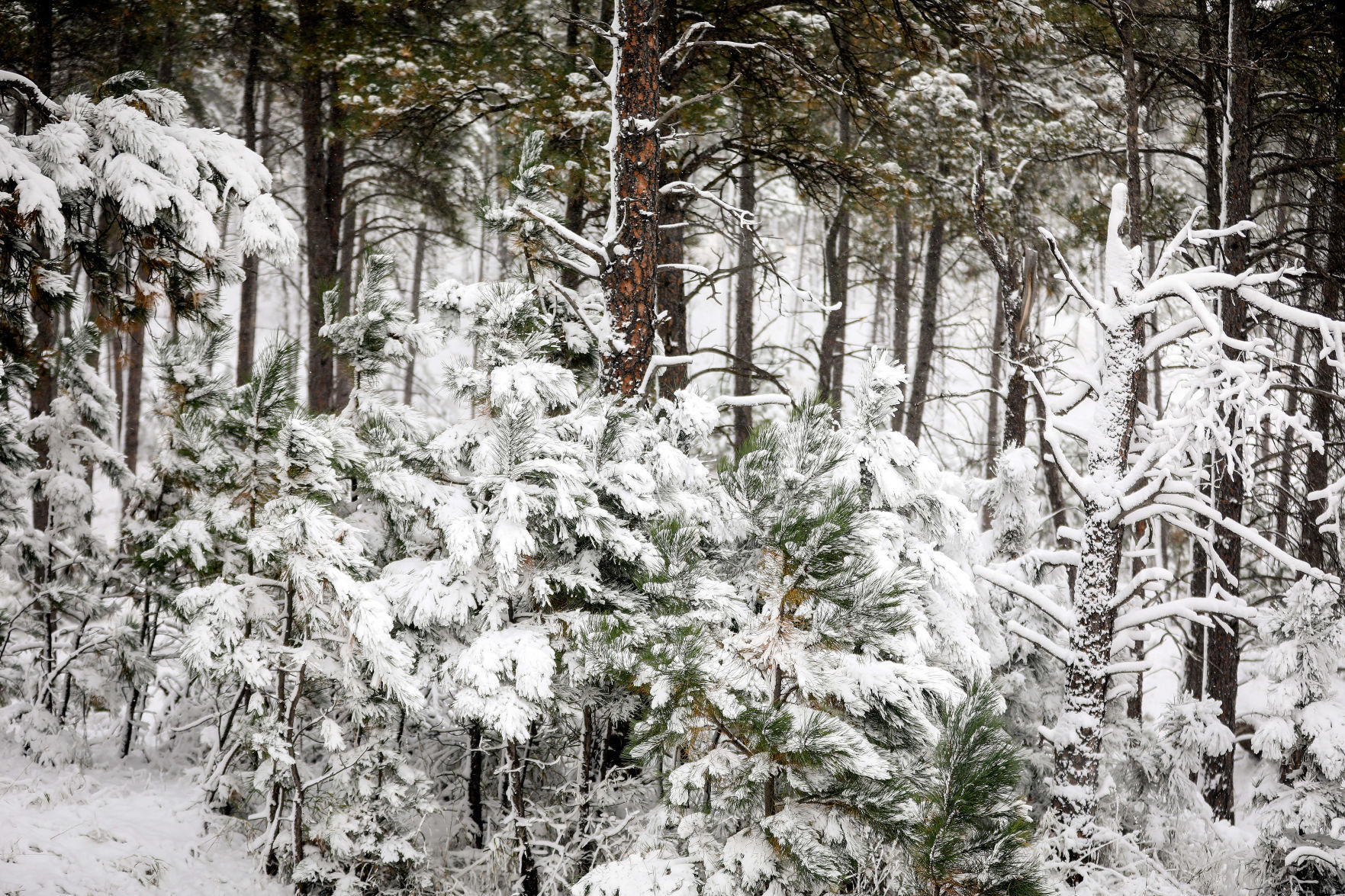 First Snowfall of the Winter